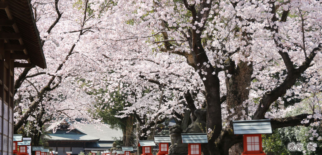 鷲宮神社 参道の桜